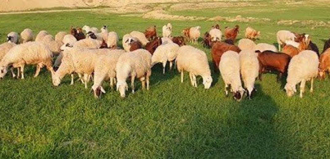 H ενίσχυση της κτηνοτροφίας στόχος σχεδίου νόμου του υπουργείου Αγροτικής Ανάπτυξης