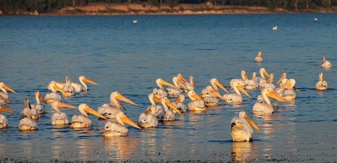 Η γρίπη των πτηνών εντοπίστηκε σε νεκρό πελεκάνο στη λίμνη Καστοριάς 