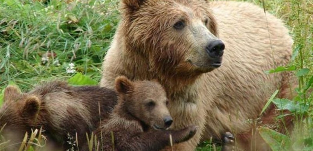 Αρκούδα με τα μωρά της έκανε βόλτα στο εμπορικό κέντρο της Καστοριάς&#33;