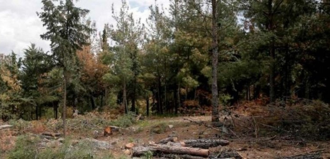 Σέιχ Σου: Κραυγή αγωνίας από το δήμαρχο Νεάπολης - Συκεών -  Κάθε ώρα χάνεται ένα μέρος του δάσους