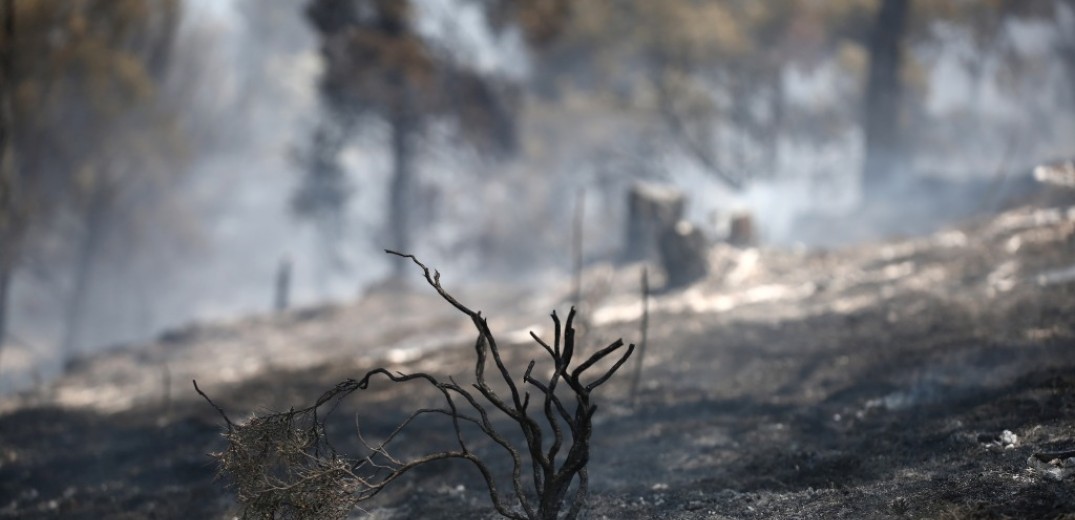 «Διανυκτερεύουν» στο Σέιχ Σου οι πυροσβεστικές δυνάμεις-Κάηκαν 90 στρέμματα δάσους (βίντεο, φωτ.)