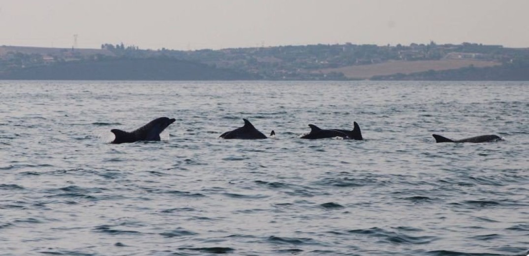 Θεσσαλονίκη: Πόσα είναι τα δελφίνια του Θερμαϊκού; (Φωτ.)