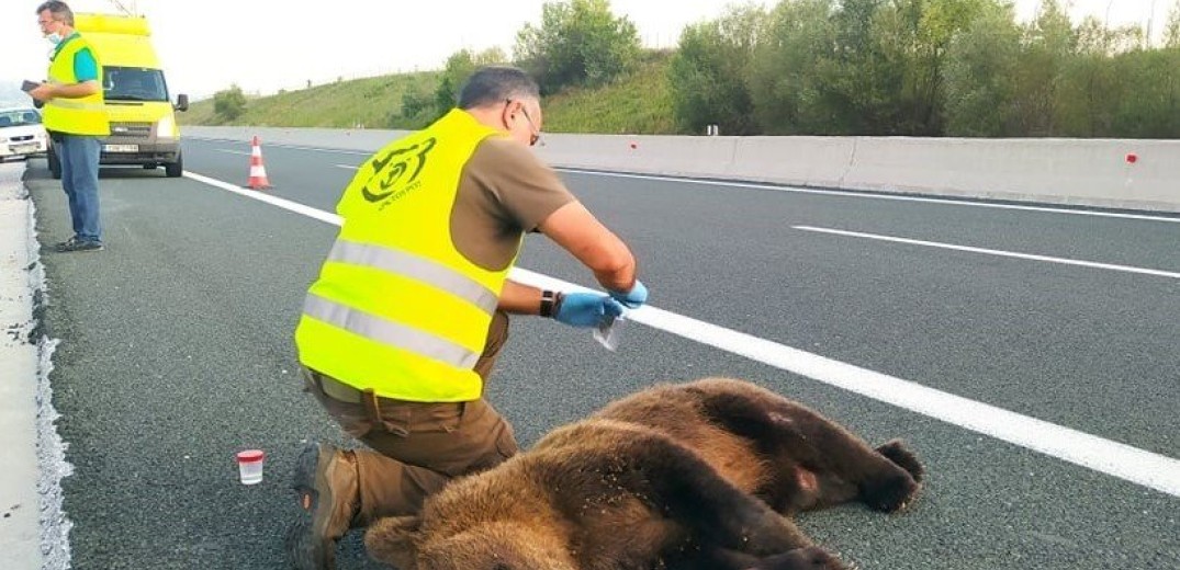 Τροχαίο με θύμα νεαρή αρκούδα στην Εγνατία Οδό