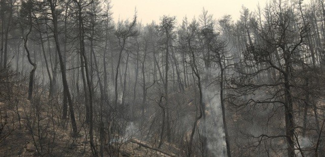 Γ.Γ. Δασών: «Το μεγαλύτερο πρόγραμμα αποκατάστασης πυρόπληκτων περιοχών»