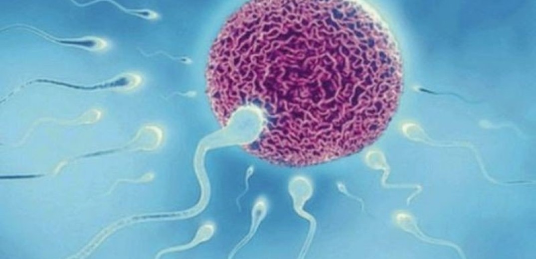 Νέα δεδομένα για την υπογονιμότητα: Πρωτεΐνη βοηθά στην ένωση του σπερματοζωαρίου με το ωάριο