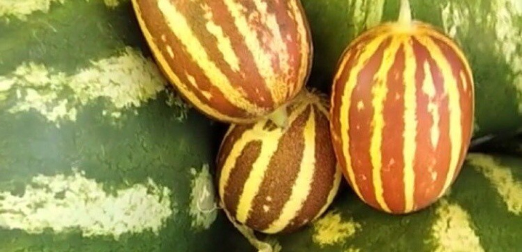 Κιλκίς: Πεπόνια «τσέπης» καλλιεργεί παραγωγός από το Νέο Αγιονέρι