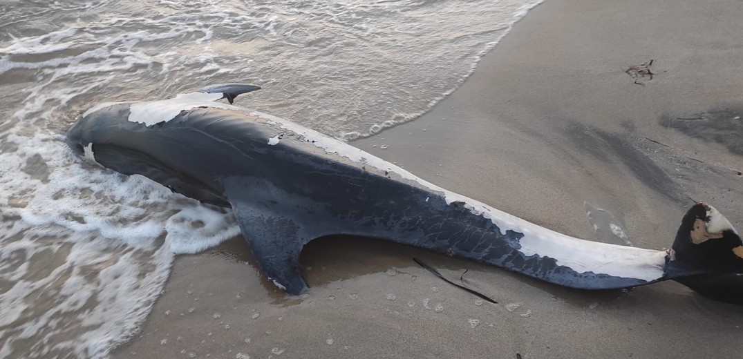 Νεκρό δελφίνι στην παραλία της Σωζόπολης