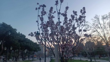 Θεσσαλονίκη: Άνθισαν τα νέα δέντρα στην πλατεία Δικαστηρίων - Μαγικές εικόνες